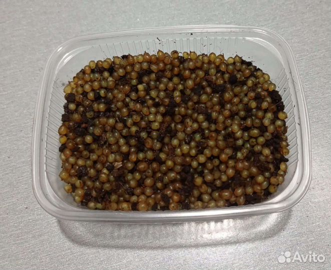 Коконы, малёк червя Дендробена