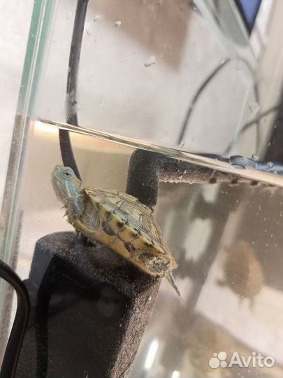 Аквариум с маленькой черепашкой