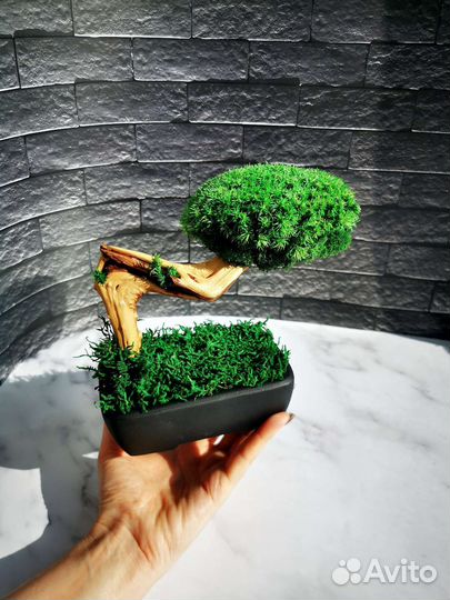 Бонсай из мха