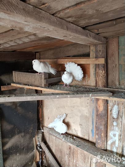 Голуби павлины