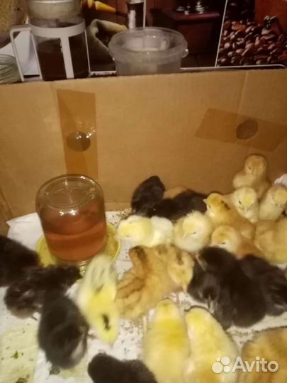 Цыплята бройлеры