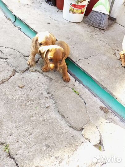 Щенки мини таксы