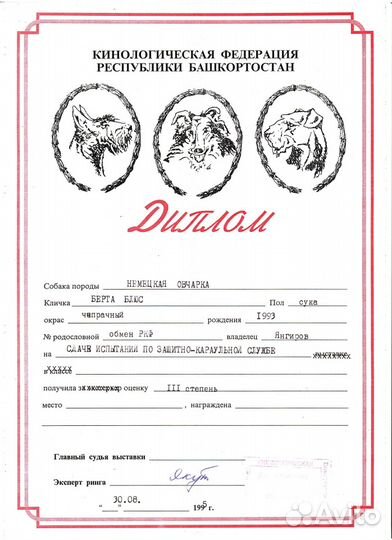 Дрессировка собак. Кинолог. Зоопсихолог