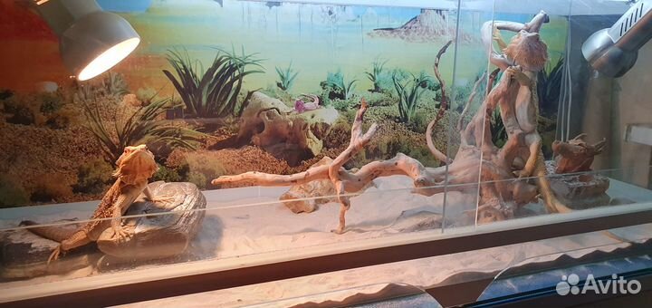 Террариум с тумбой и парой бородатых агам