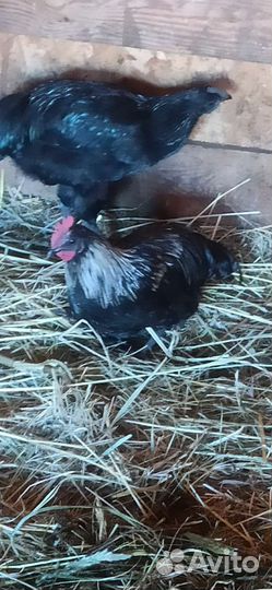 Петушки породы Маран и Сильверудд Блу