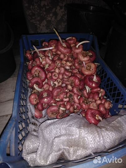 Гладиолусы