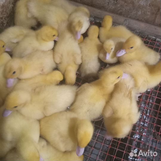 Селезень индоутки