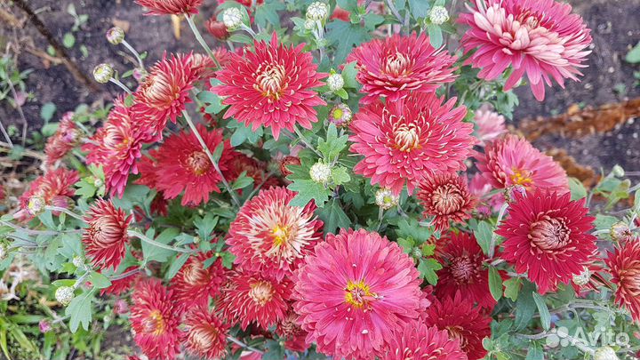 Хризантемы