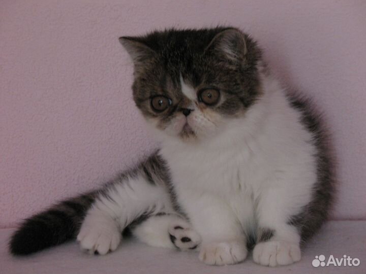 Экзотический котик
