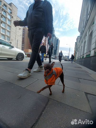 Вязка кобель русский той терьер