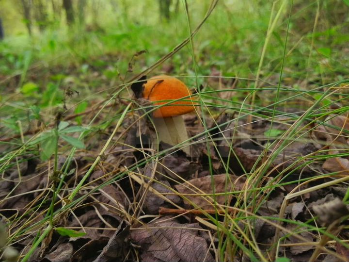 Участок 15 сот. (ИЖС)