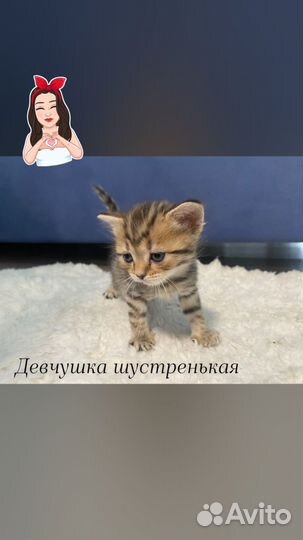 Продаются котята