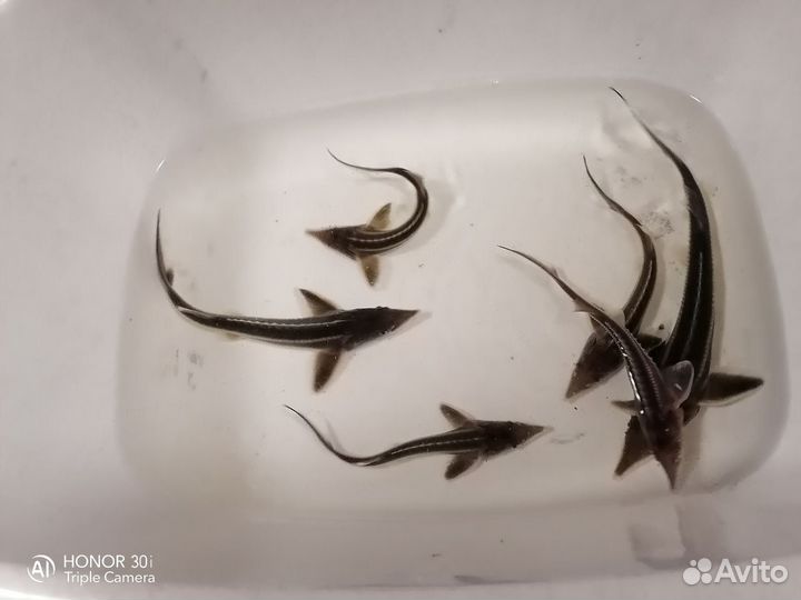 Рыбки для аквариума