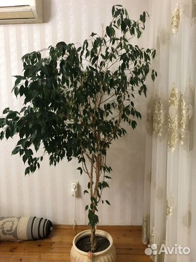 Фикус бенджамина