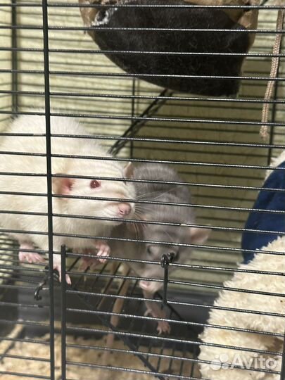 Крысы бесплатно