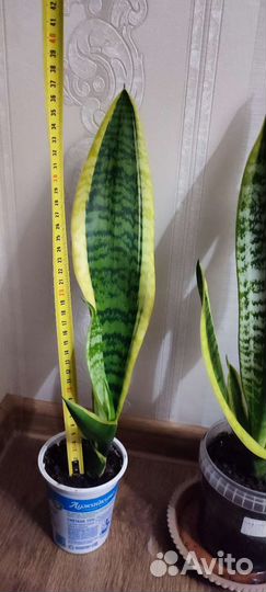 Сансевиерия трехполосная