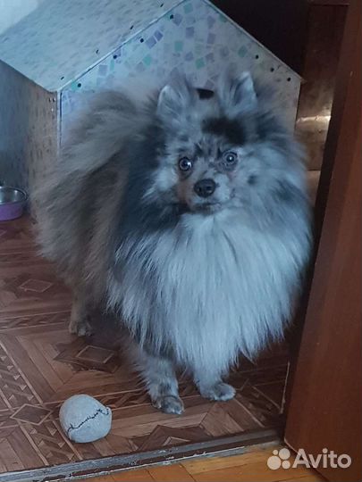 Малый немецкий шпиц (вязка)