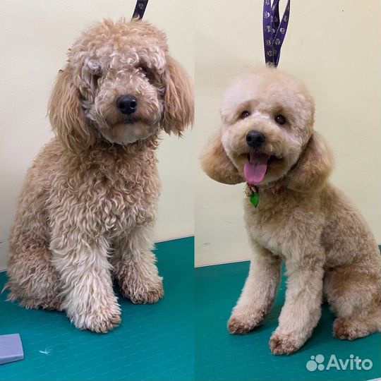 Стрижка,груминг и уход для собак и кошек