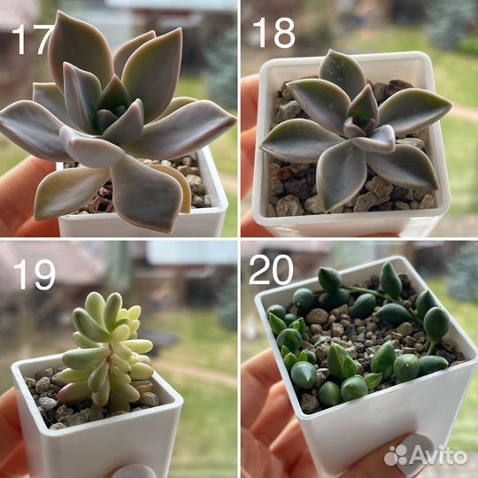 Суккуленты, минисадики,композиции