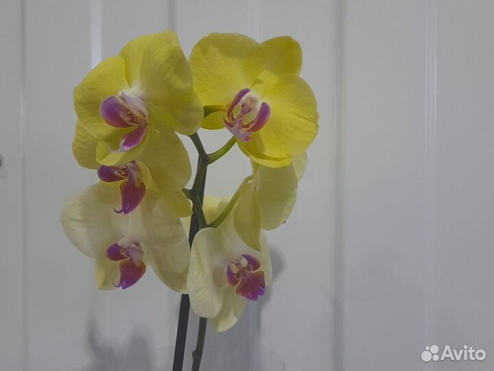 Орхидеи фаленопсис желтые