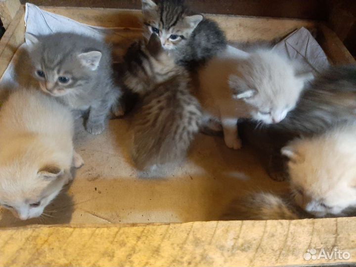 Котята