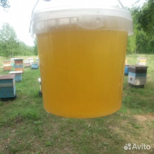 Мед Алтайский