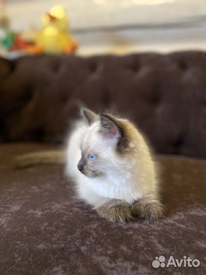 Невские маскарадные котята