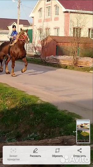 Лошадь жеребцы,советсеий тяжеловес, тяжелые кони