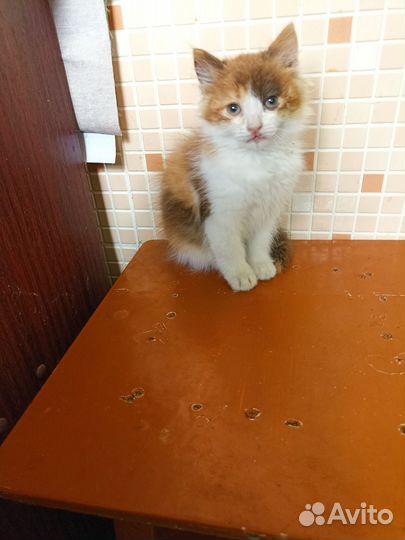 Пушистая девчушка