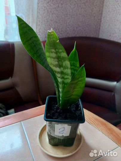 Сансевиерия цветущая,Щучий хвост,Тещин язык
