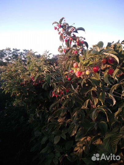 Саженцы малины Таганка Бруснявая Зюгана Химботоп