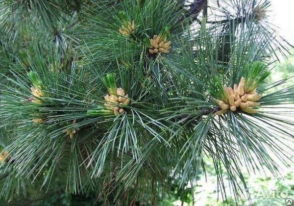 Сосна румелийская