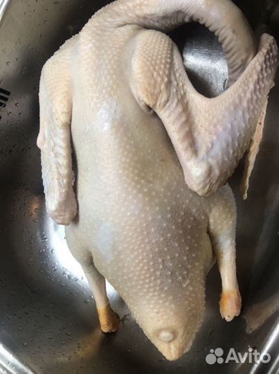 Гусь, утка, курица, перепелка и другая птица