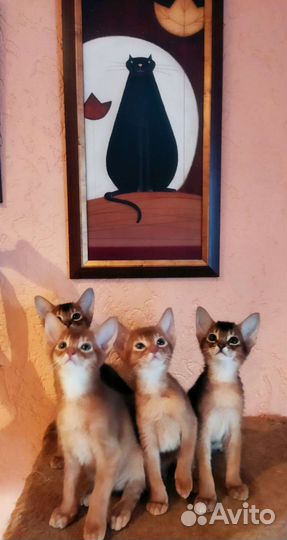 Абиссинская