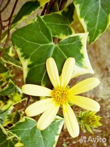 Комнатные разные