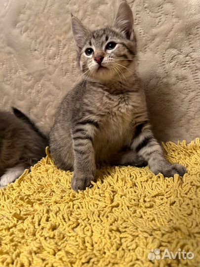 Пушистые друзья