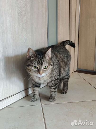 Кошка Шипучка