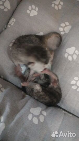 Шотландские котята