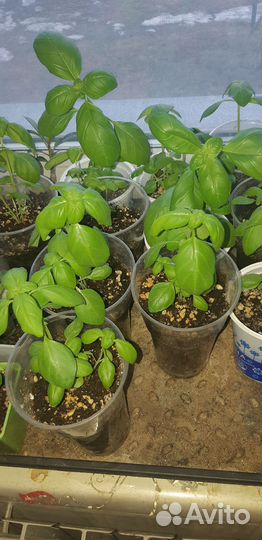 Рассада: базилик и томаты