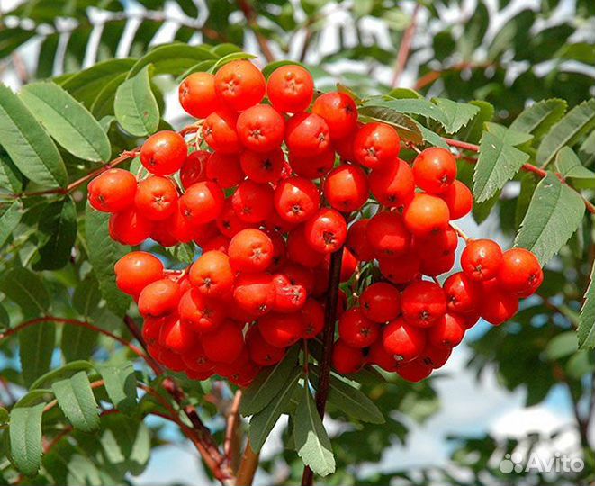 Саженцы красная рябина