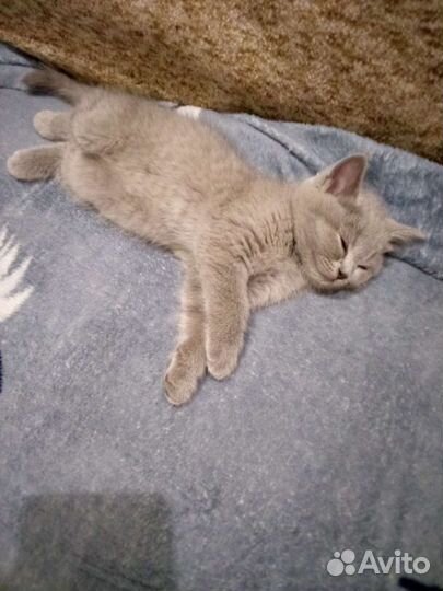 Британская