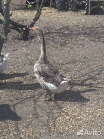 Гусак холмогор и собака