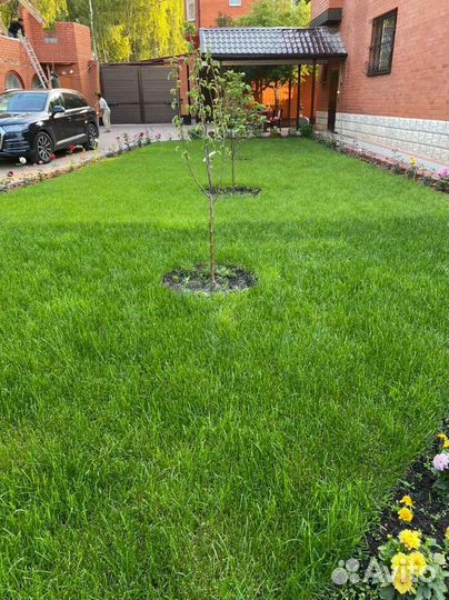 Рулонный газон мятлик