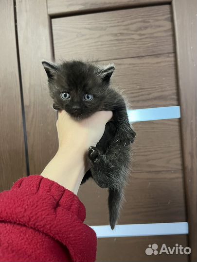 Котенок черный мальчик