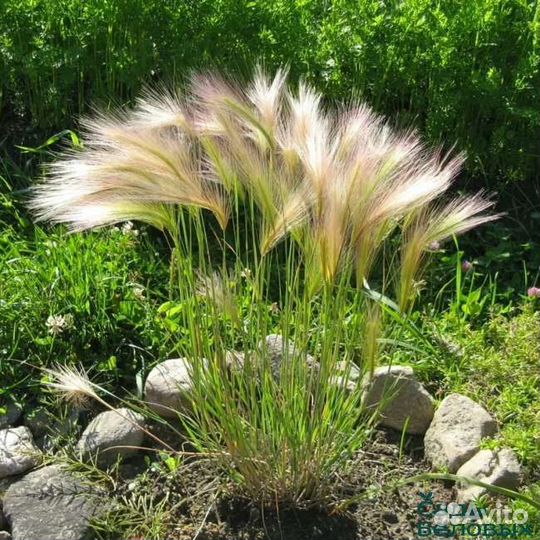 Ячмень гривастый - ковыль