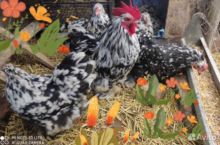 Инкуба-ное яйцо кохинхин, мехел. Кукушка, бентамки