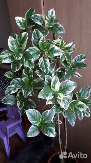 Псевдоэрантемум