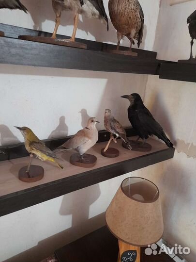 Чучела птиц