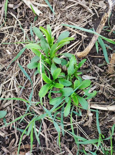 Ромашка крупная садовая