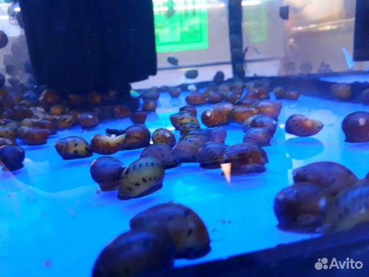 Аквариумные улитки более 15 видов